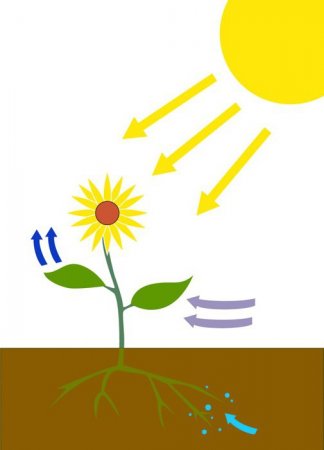 Темнова і світлова фаза фотосинтезу. Де протікає світлова фаза фотосинтезу?
